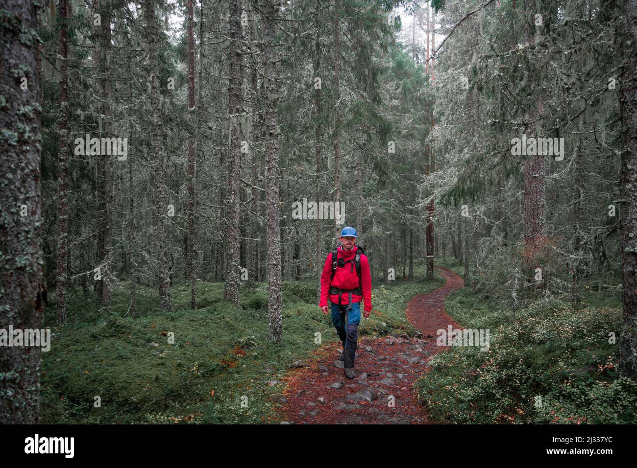 Mann beim Wandern durch den Wald im Skuleskogen Nationalpark in Ostschweden Stockfoto