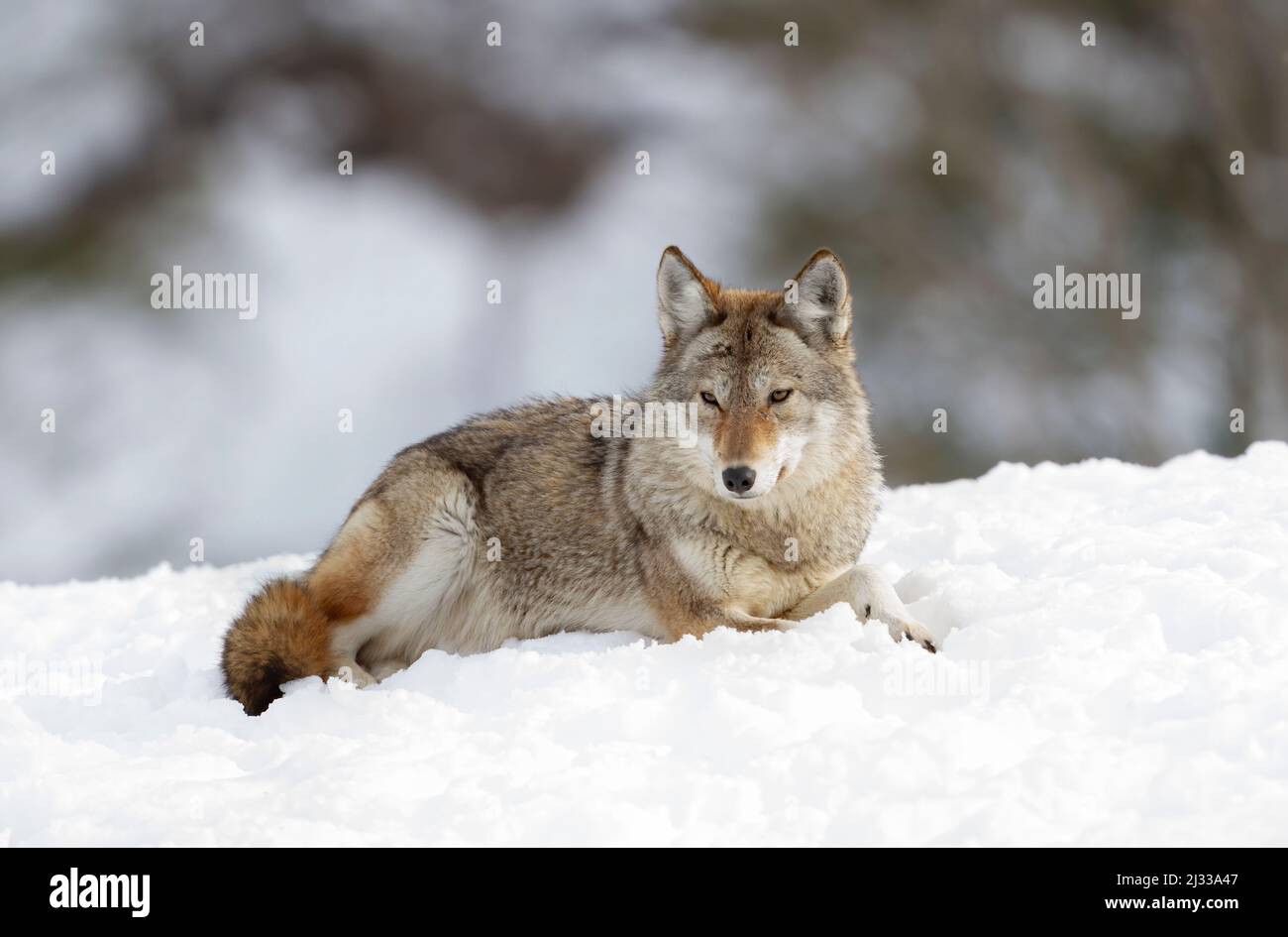 Ein eineinziger Coyote Canis latrans sitzt im Winterschnee in Kanada Stockfoto