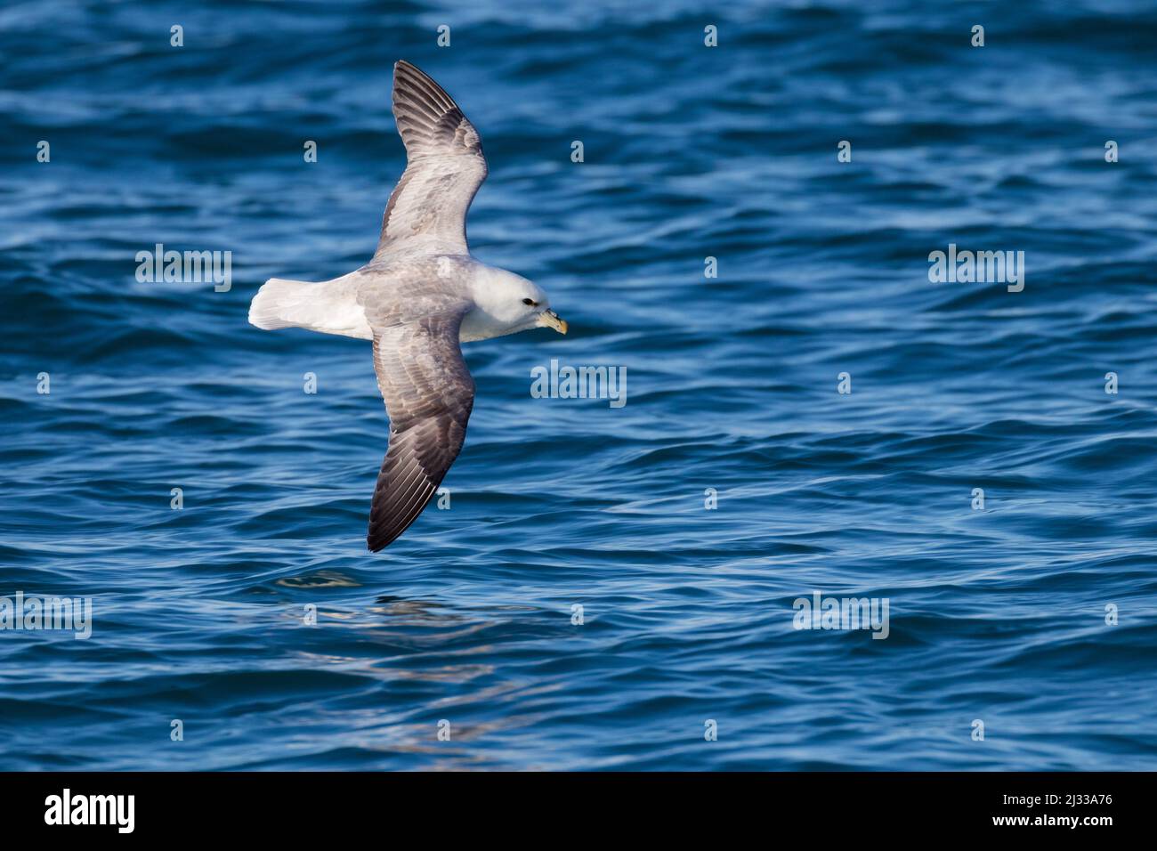 Fulmar fliegend, Fulmarus glacialis, Island, Europa Stockfoto