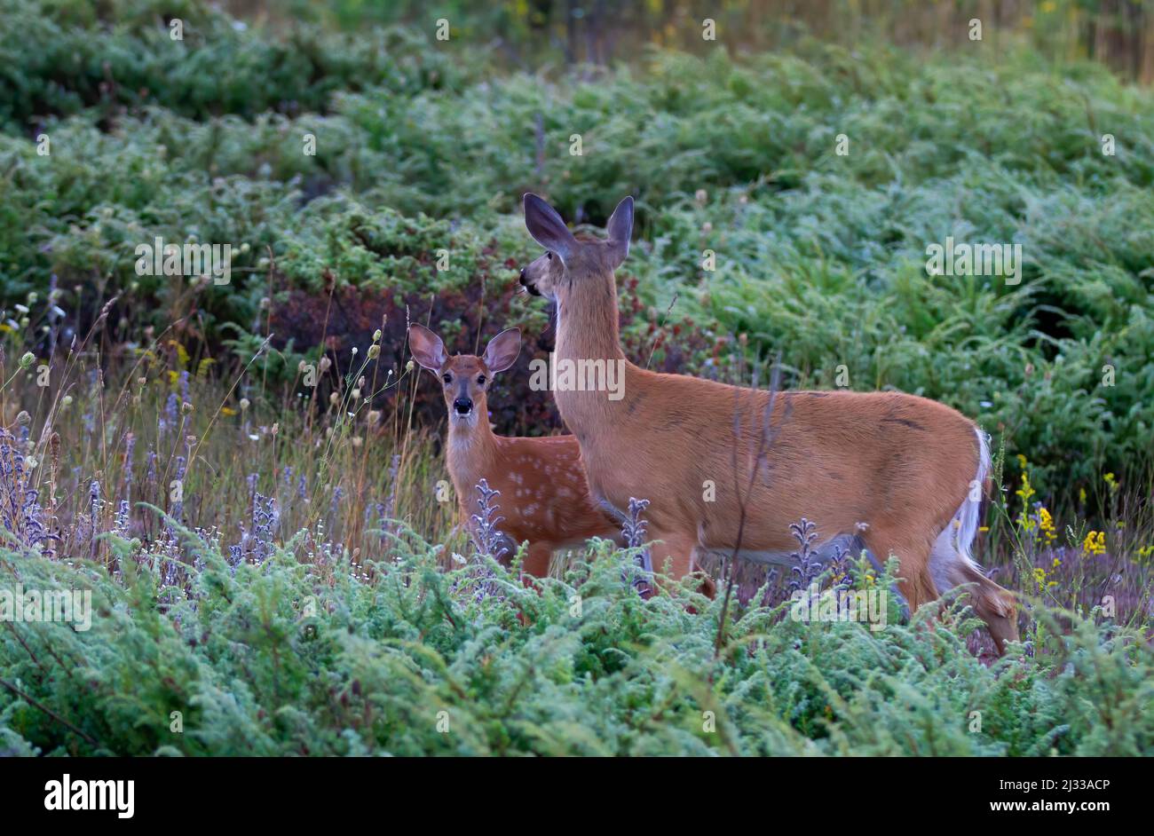 Weißwedelhirsche fawn und doe im Wald in Kanada Stockfoto