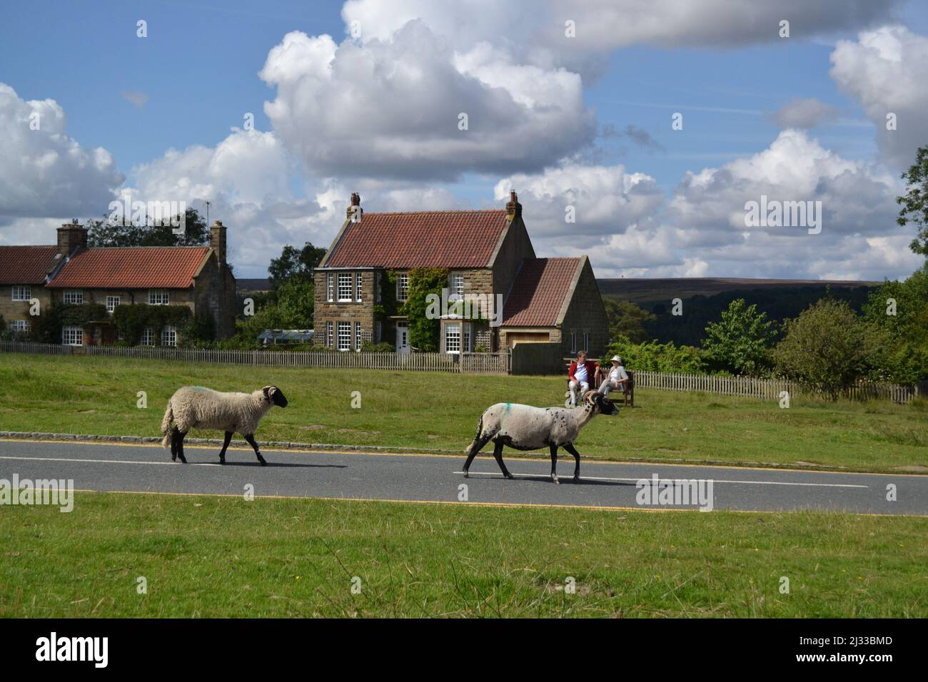 Zwei Schafe, die mitten auf der Straße spazieren - Goathland - Heartbeat Country - Ein sonniger Tag - North Yorkshire Moors - Großbritannien Stockfoto