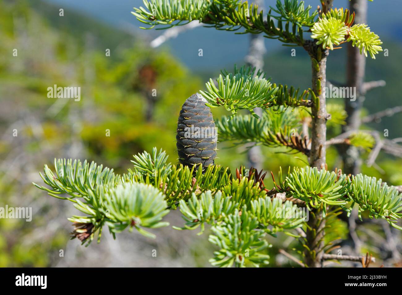 Balsam Fir (Abies balsamea) entlang eines Wanderweges in den White Mountains, New Hampshire. Stockfoto