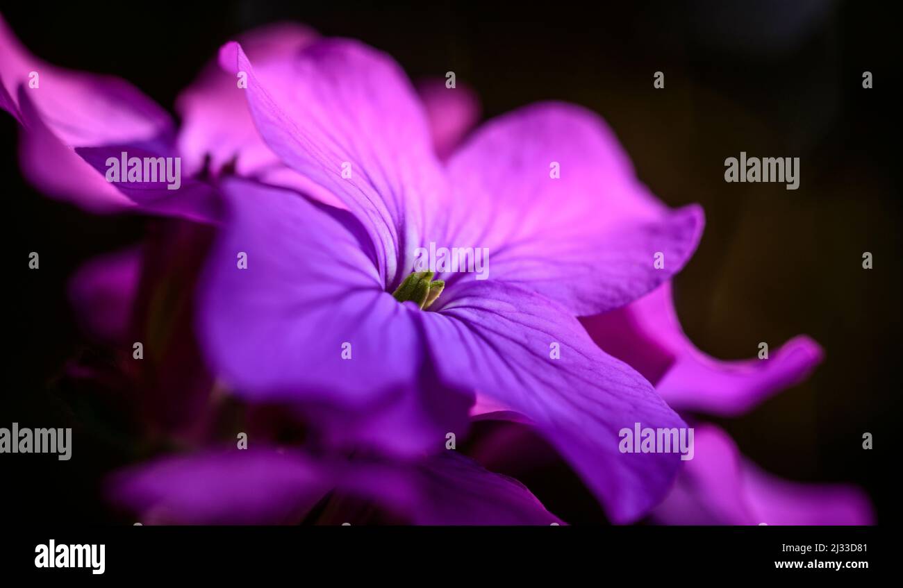 Die markanten purpurnen Blüten von Honesty blühen im frühen Frühjahr in einem englischen Cottage-Garten. Stockfoto