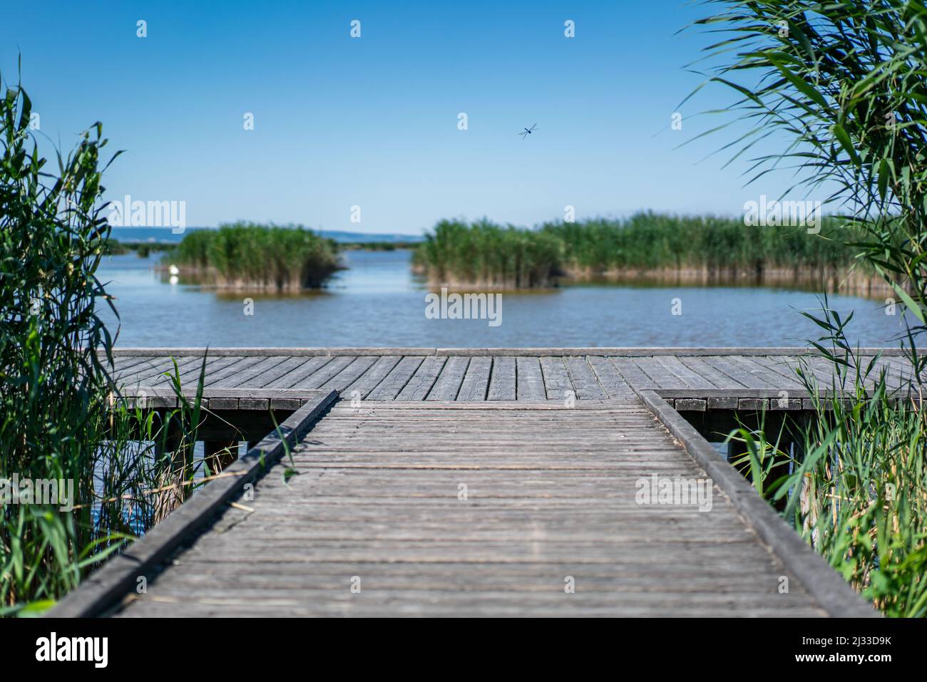 Schilfrollandschaft mit einer fliegenden Lipelle im Seewinkel Nationalpark - Neusiedler See bei Mörbisch im Burgenland, Österreich Stockfoto