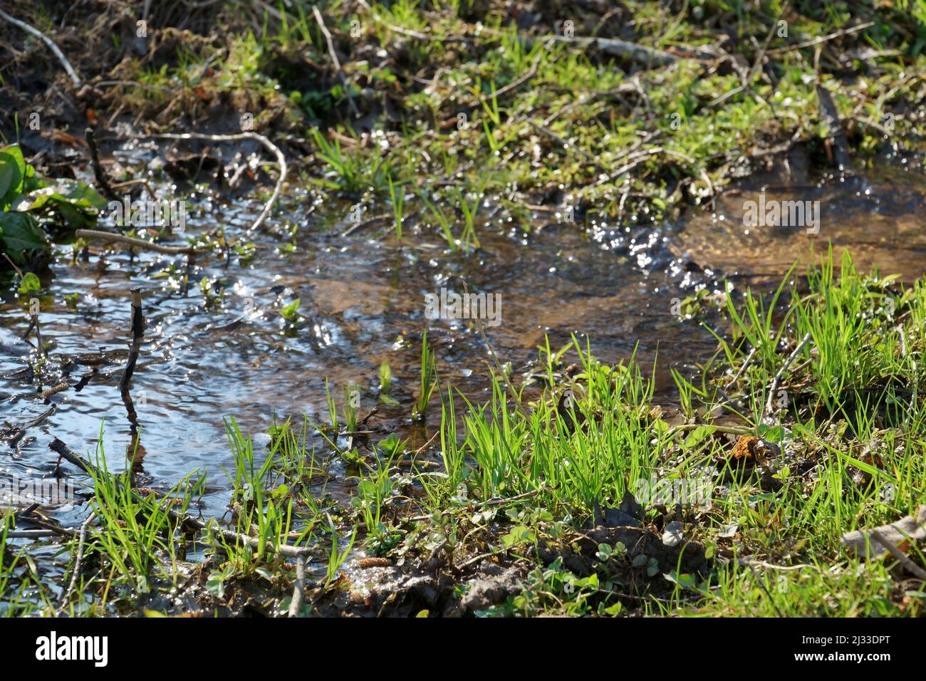 Frühe Frühlingsstimmung in der Natur an einem sonnigen Tag. Keimende Grashalme am Bach. Eine natürliche Nahaufnahme in einer ländlichen Umgebung. Stockfoto