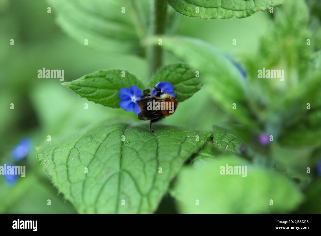 Gemeine Carder Bee, Bombus pascuorum auf der Nahrungssuche nach Blumen eines grünen Alkanets, Pentaglottis sempervirens Stockfoto