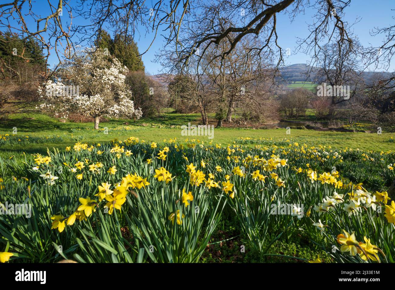 Spring Daffodils entlang des Usk Valley mit Pen Cerrig-calch Berg hinter, Crickhowell, Brecon Beacons NP, Powys, Wales, Vereinigtes Königreich, Europa Stockfoto