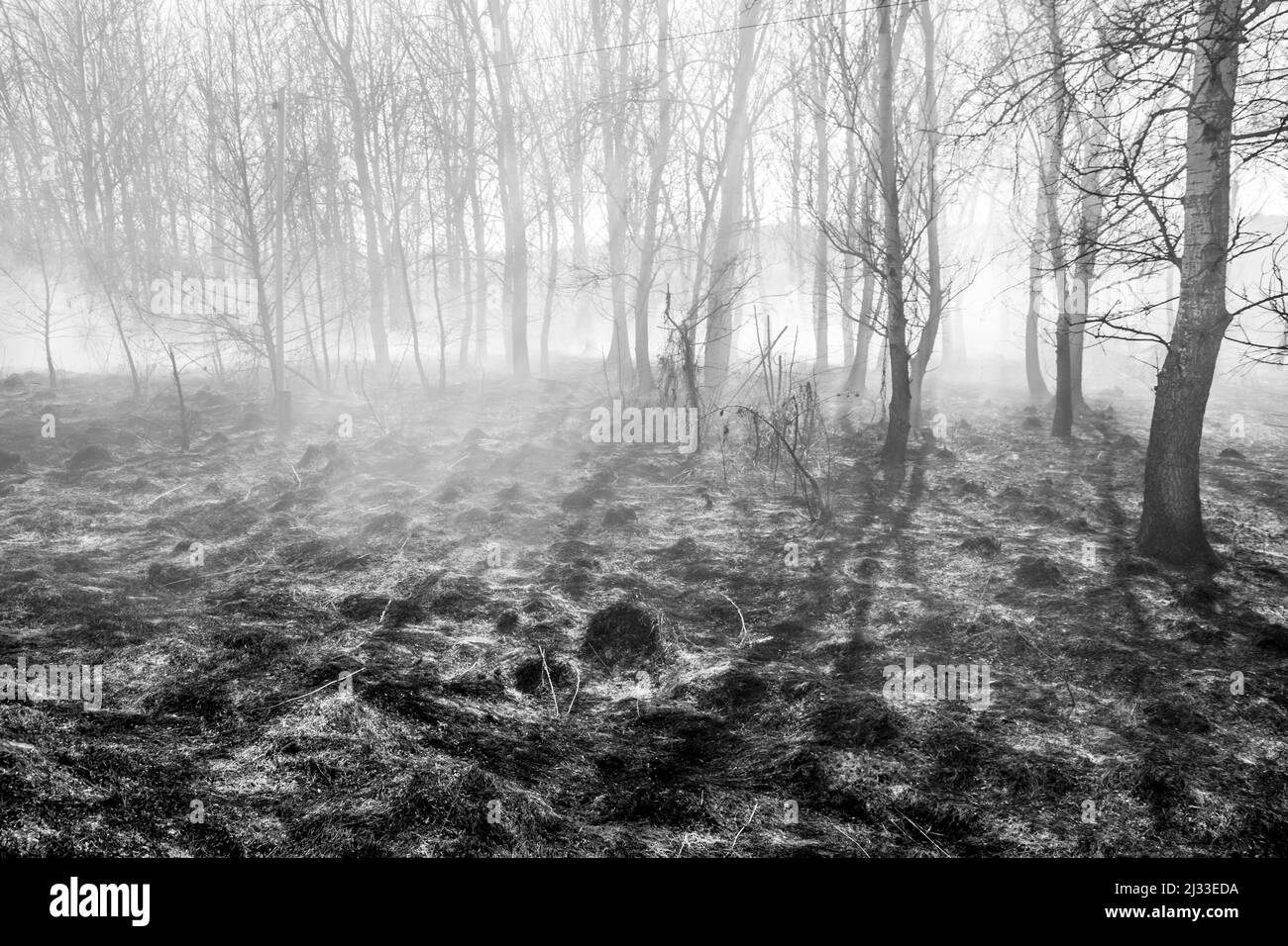 Rauchiges verbranntes Holz im Frühling Stockfoto