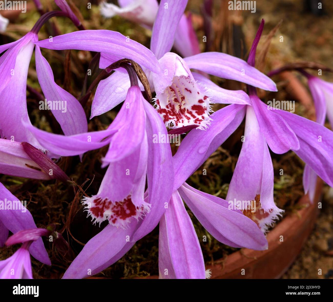 Nahaufnahme der rosa Blüten einer Miniatur-Pfauenorchidee. Stockfoto