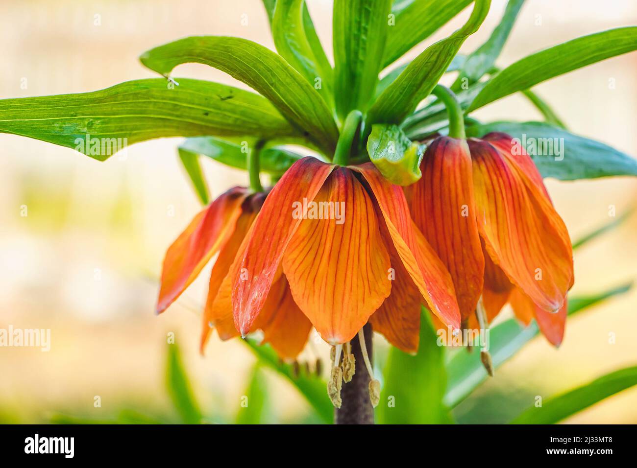 Helle Frühlingsblumen fatillary. Nahaufnahme von orangen Lilien oder kaiserlicher Krone. Blühende Pflanzen Fritillaria imperialis im Hausgarten. Gartenarbeit und Wachstum Stockfoto