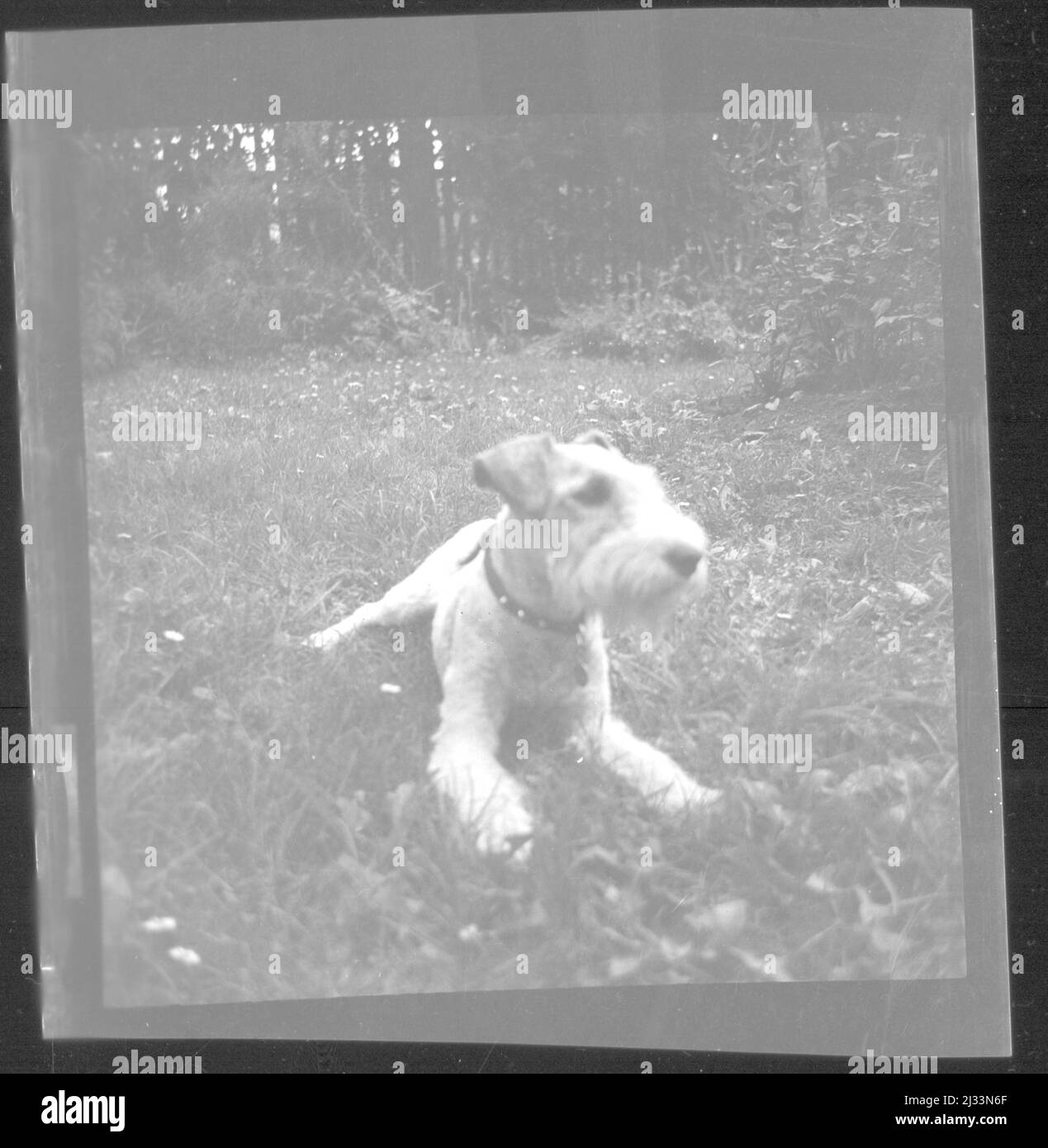 Eva Brauns Fotoalben, ca. 1913 - ca. 1944. Diese Alben werden Eva Braun zugeschrieben (vier werden von ihrer Freundin Herta Schneider, geb. Ostermeyer, beansprucht) und dokumentieren ihr Leben aus ca. 1913 bis 1944. Es gibt viele Fotos von Eva, ihren Schwestern und ihren Kindern, Herta Schneider und ihren Kindern, sowie Fotos von Evas Ferien, Familienmitgliedern und Freunden. Dazu gehören Fotografien von und von Eva Braun im Hitlerhaus Berghof (oder Kehlstein), Fotografien von Hitler und seinem Gefolge, Besucher von Berghof und der Landschaft um Berchtesgaden sowie einige Studioporträts von Eva Stockfoto