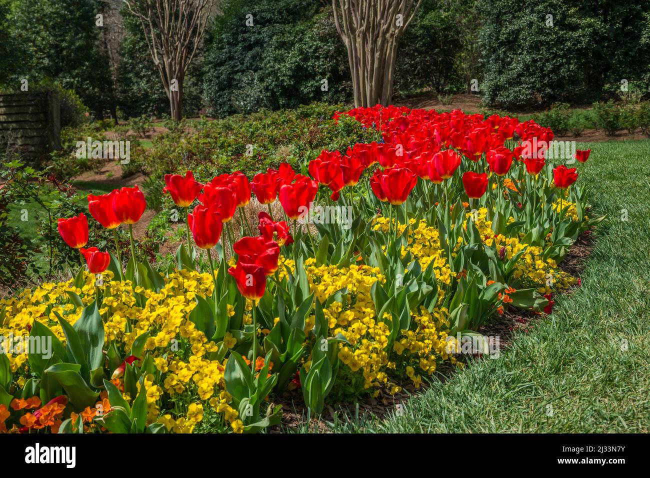 Leuchtend rote Tulpen in voller Blüte, die mit gelben und orangen Stiefmütterchen in einem Blumenbeet gepflanzt werden, das in einer Kurve mit anderen Pflanzen im Rücken leicht bergauf geht Stockfoto