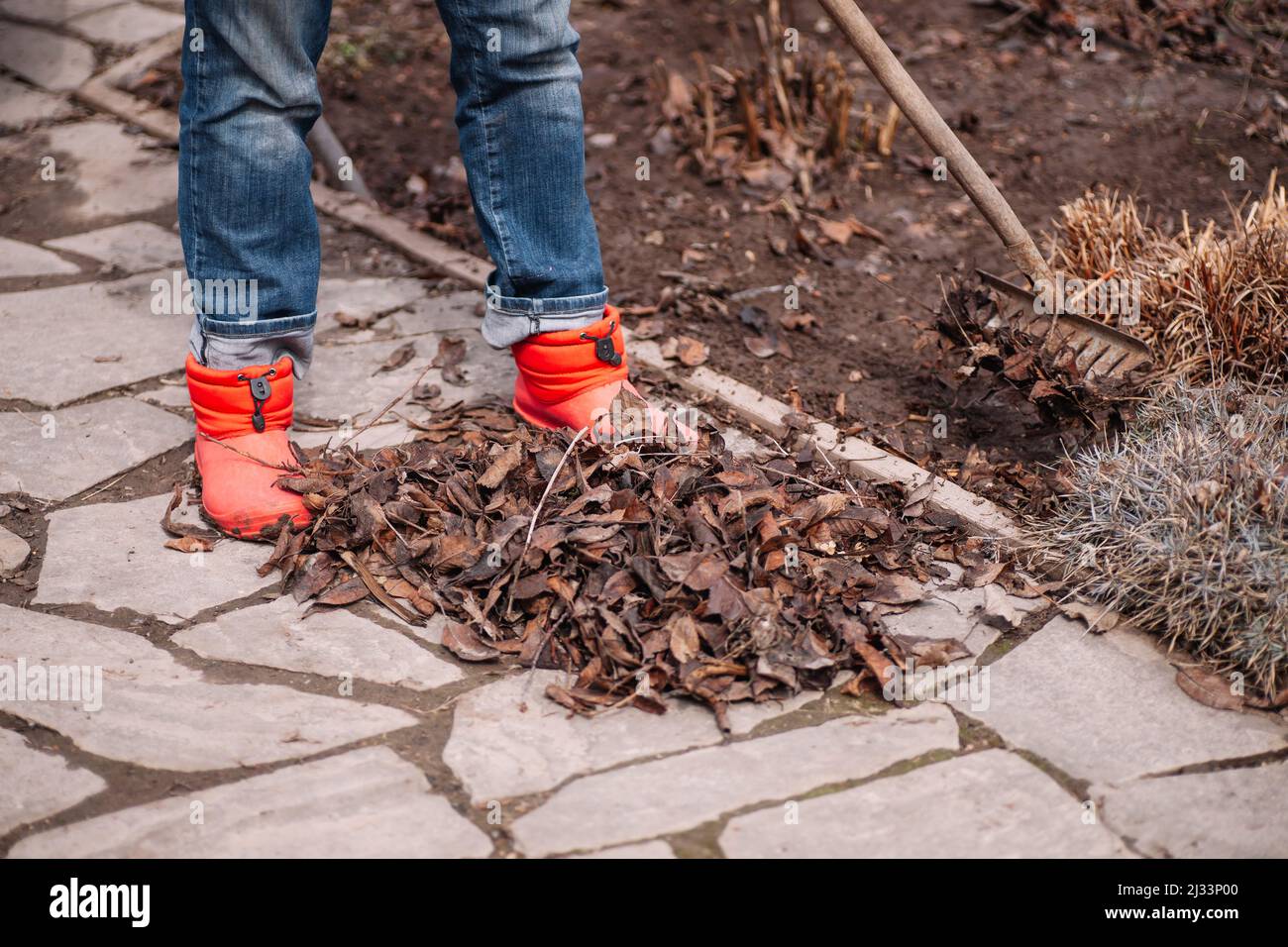 Beschnittene Farmarbeiter sammeln alte gefallene herbstliche trockene Blätter, Laub und reinigen mit Rechen im Garten. Pflanzen Kompost Stockfoto