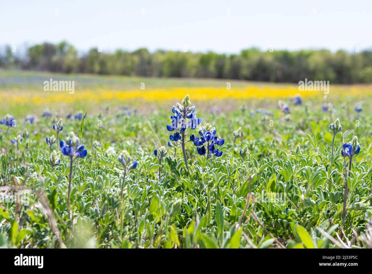 Nahaufnahme einiger schöner, blauer Bluebonnet-Blumen, die an einem sonnigen Frühlingsmorgen auf einer Wiese blühen, mit einem hellen Fleck gelber Blüten im Unklaren Stockfoto