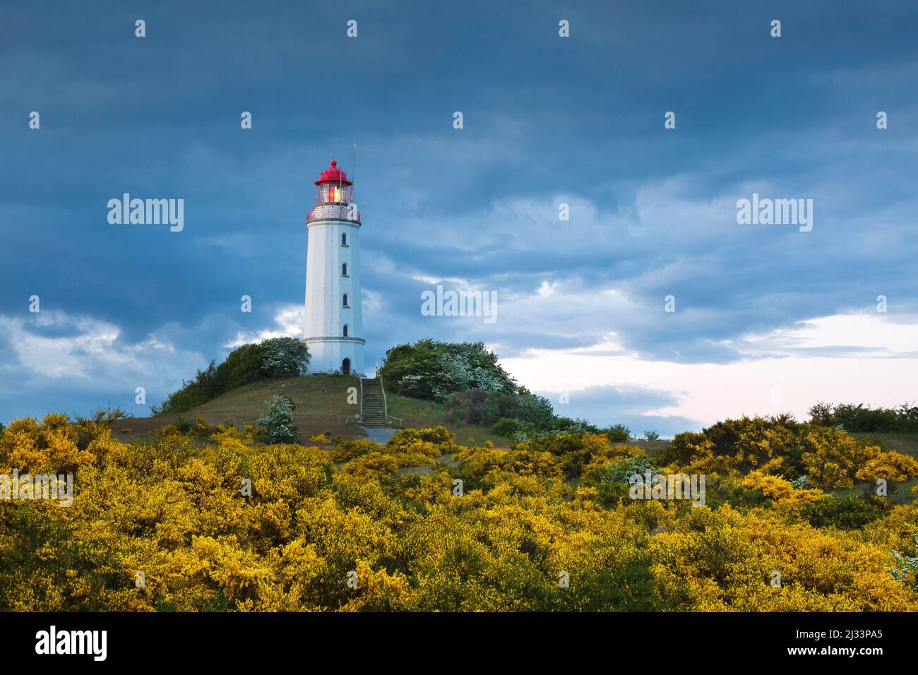 Blühender Besen am Dornbusch, Ginster, Leuchtturm, Hiddensee, Ostsee, Mecklenburg-Vorpommern, Deutschland Stockfoto