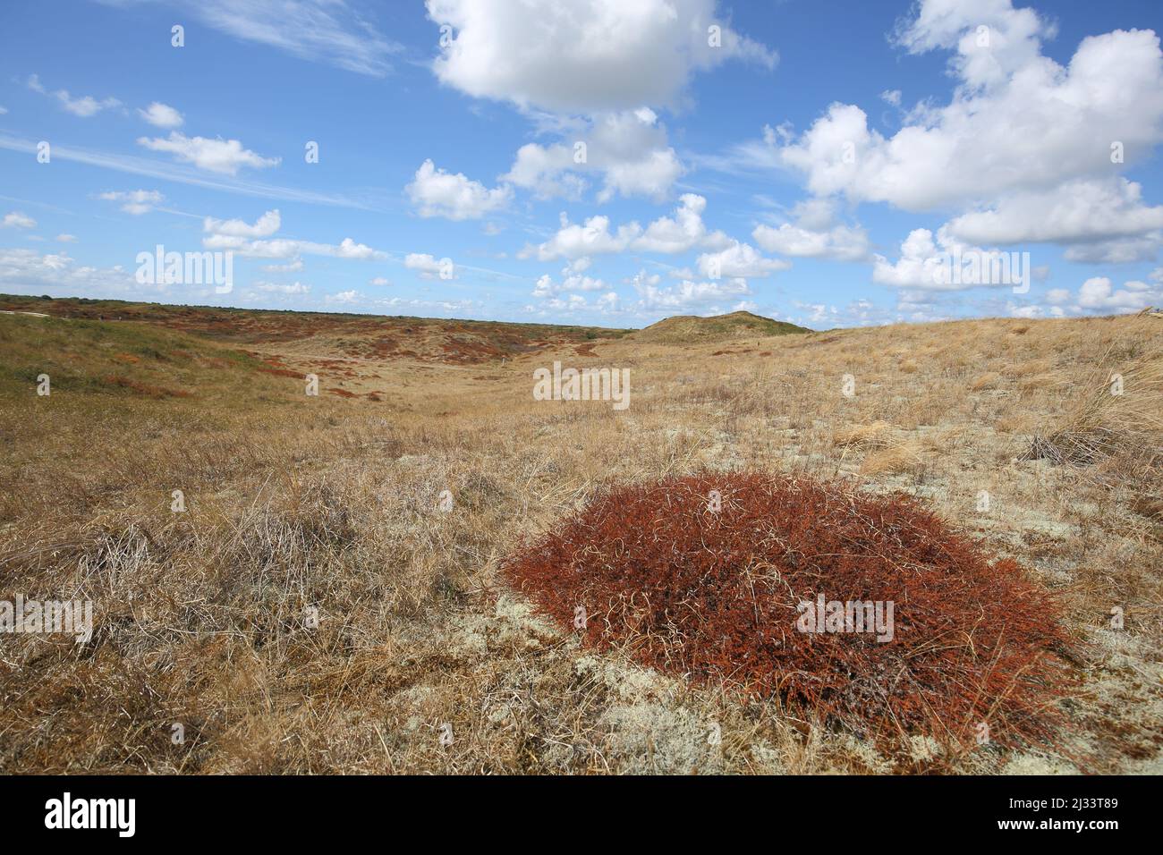 Dünenlandschaft im Nationalpark Duinen auf Texel, Niederlande Stockfoto