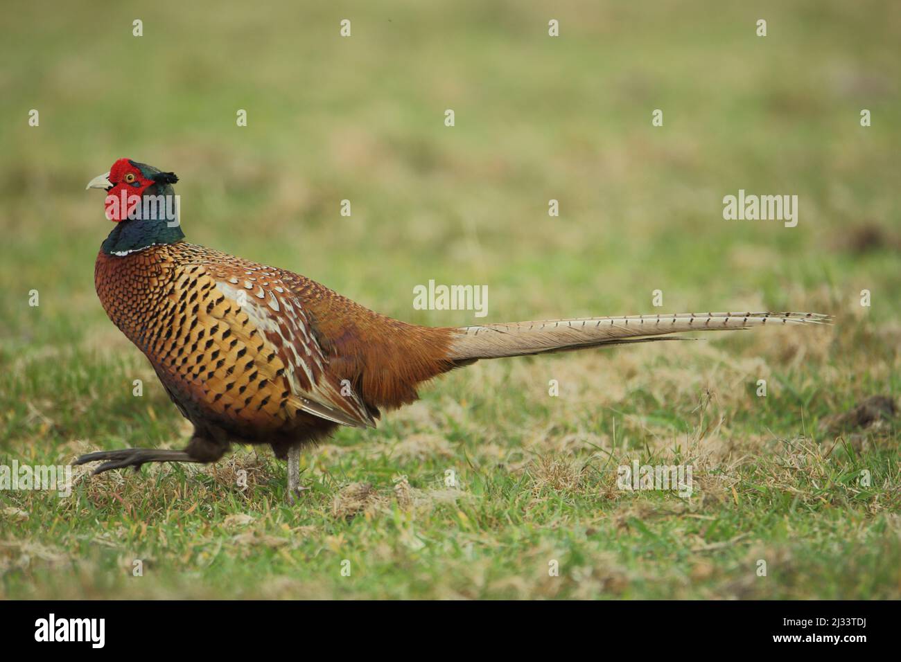 Kater (Phasianus colchicus) auf Texel, Niederlande Stockfoto