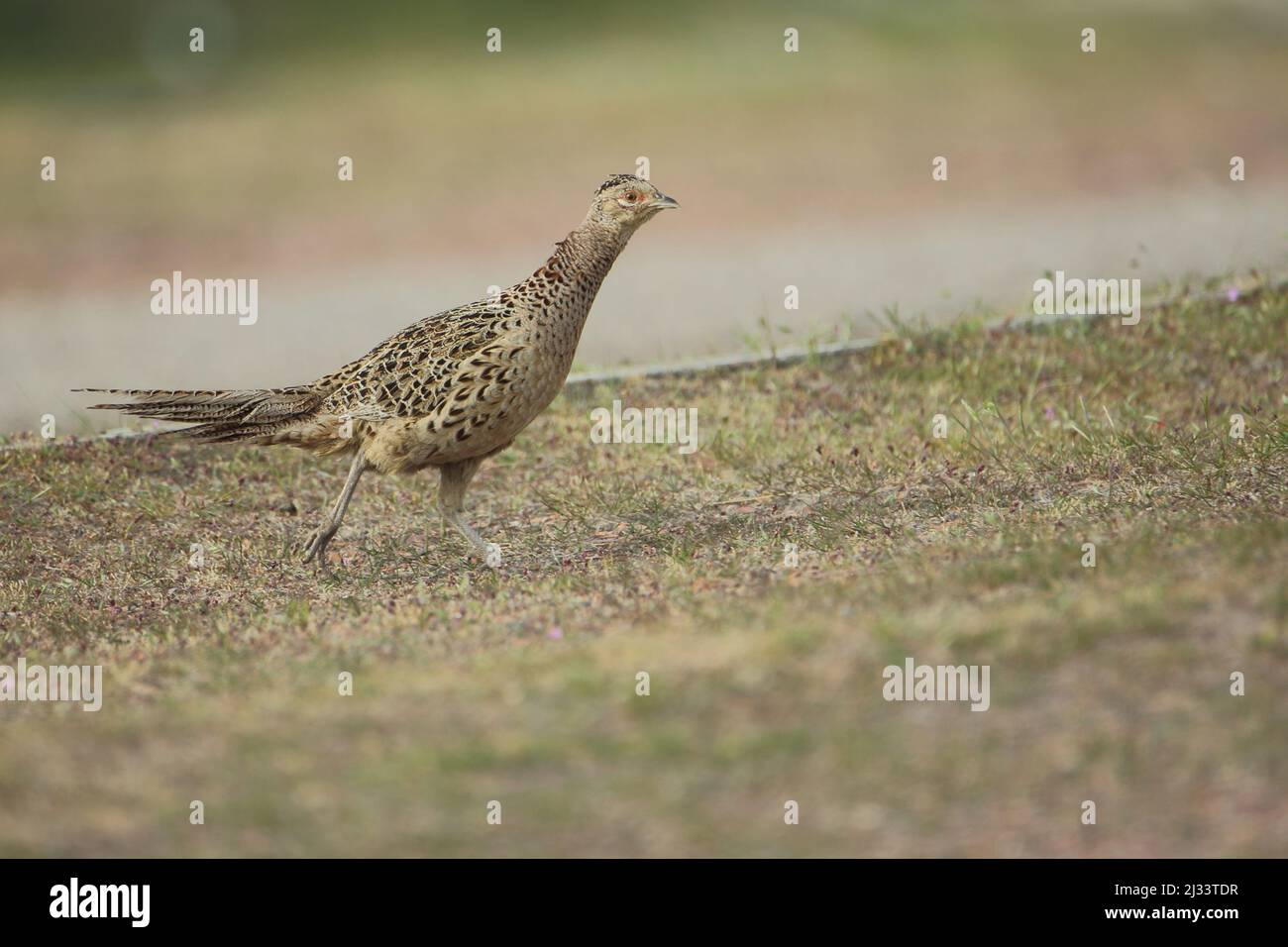 Fasane (Phasianus colchicus) im Nationaal Park Duinen auf Texel, Niederlande Stockfoto