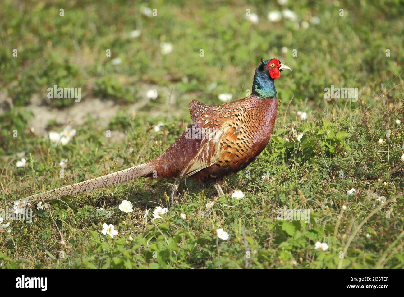 Männlicher Fasane (Phasianus colchicus) im Nationaal Park Duinen auf Texel, Niederlande Stockfoto