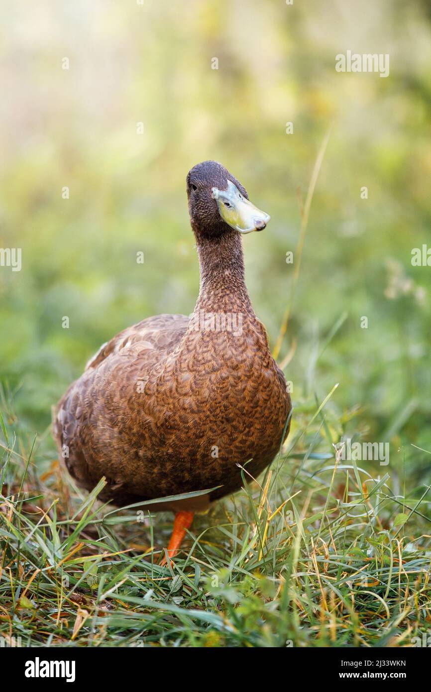 Eine schokoladenfarbene Ente in hohem Gras kommt auf die Kamera zu. Der Vogel sieht kokettisch aus. Stockfoto