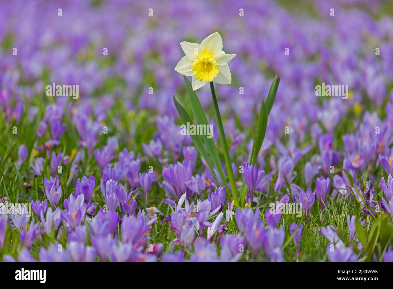 Gelbe Narzissen blühen im Frühling auf dem lila Teppich blühender Krokusse (Crocus neapolitanus) Stockfoto