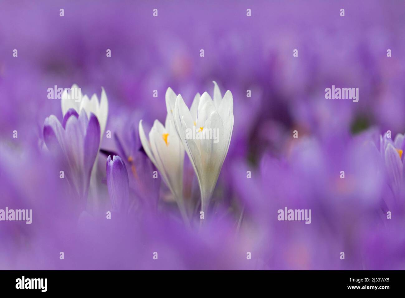 Nahaufnahme der weißen croci, die im Frühling auf einem violetten Teppich blühender Crocus (Crocus neapolitanus) blühen Stockfoto