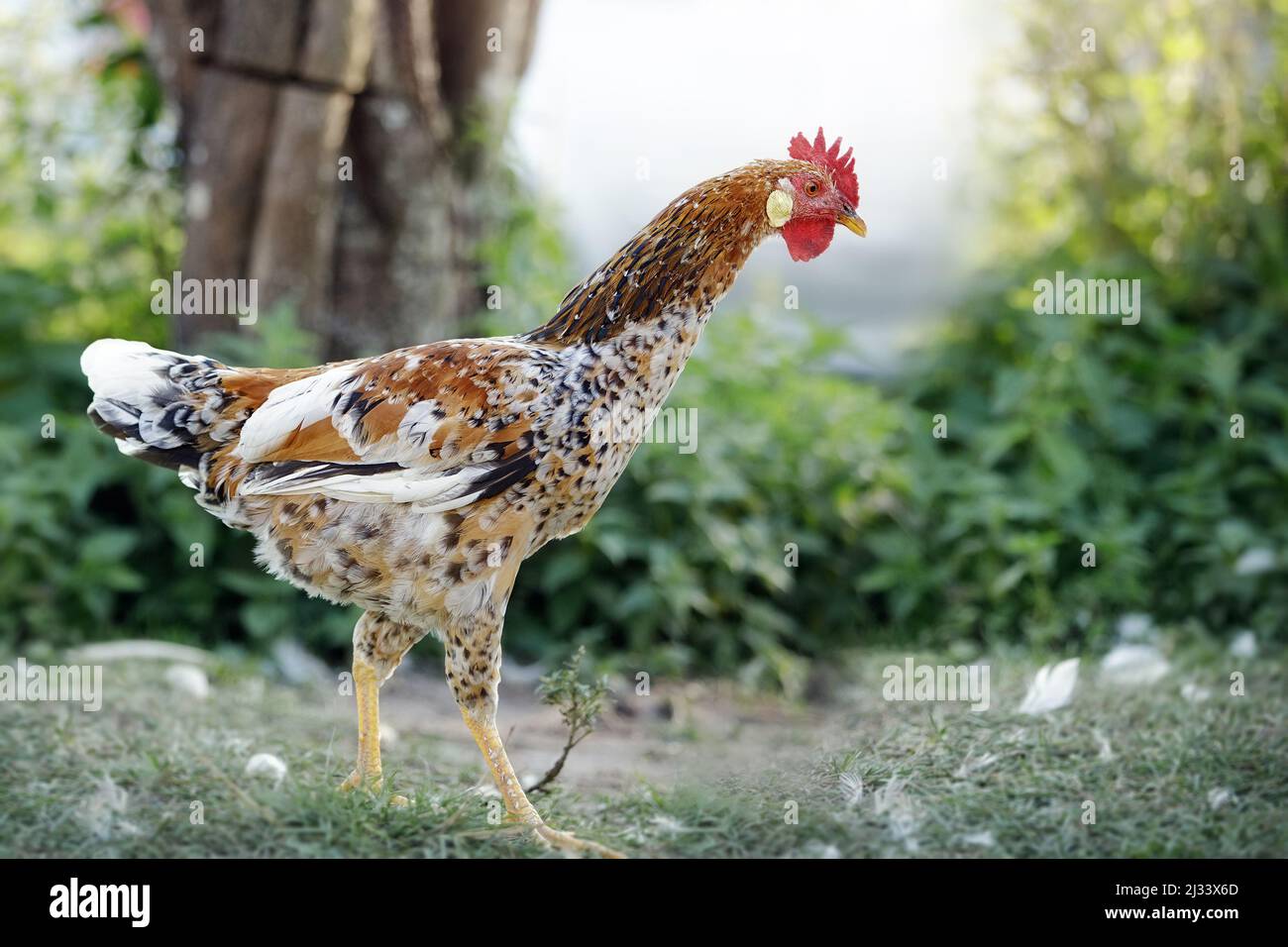 Bräunlich weiß elegant junge leghorn Rasse Huhn läuft vor einem schönen ländlichen Hintergrund Natur. Stockfoto