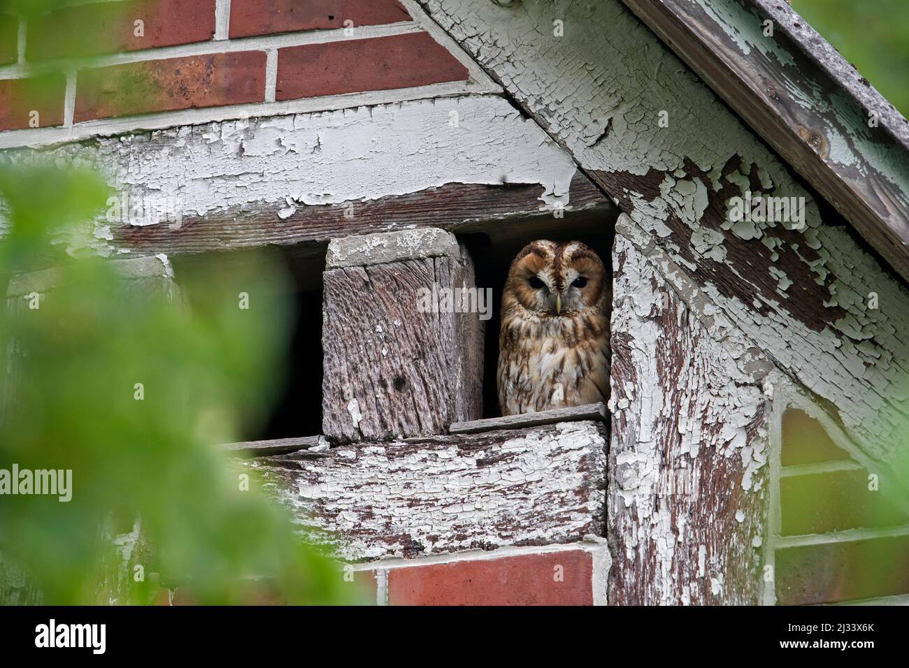 Waldkauz / Brauneule (Strix aluco), die aus dem Loch unter dem Dach in der Scheune herauskommt, um in der Dämmerung im Sommer auf die Jagd zu gehen Stockfoto