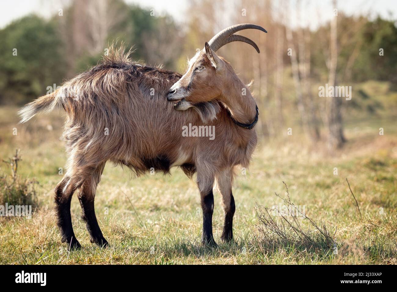 Im Sommer steht eine braunhaarige Ziege mit langen Hörnern auf der Wiese und kratzt ihr Fell. Stockfoto