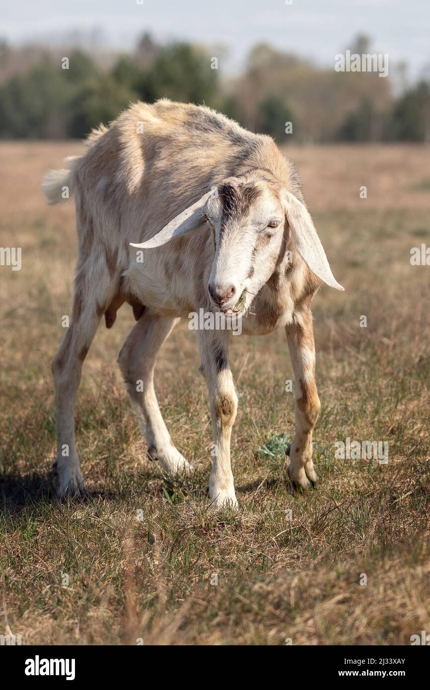 Eine alte und kranke Ziege auf einer Wiese im Sommer während einer Dürre. Stockfoto