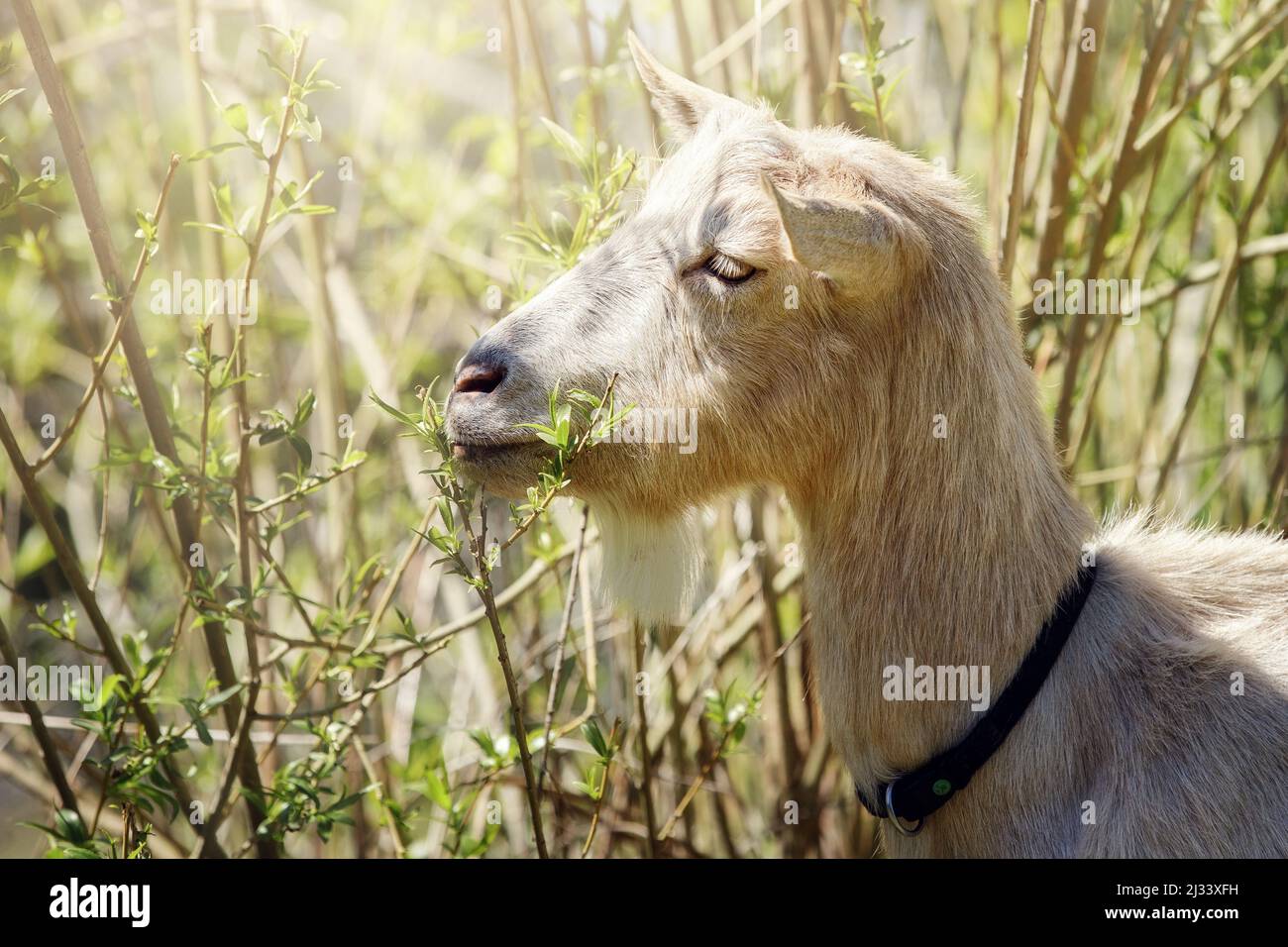 Die Ziege mag junge saftige Buschzweige. Das Tier mit geschlossenen Augen, zufrieden schnüffeln mit der Delikatesse. Stockfoto