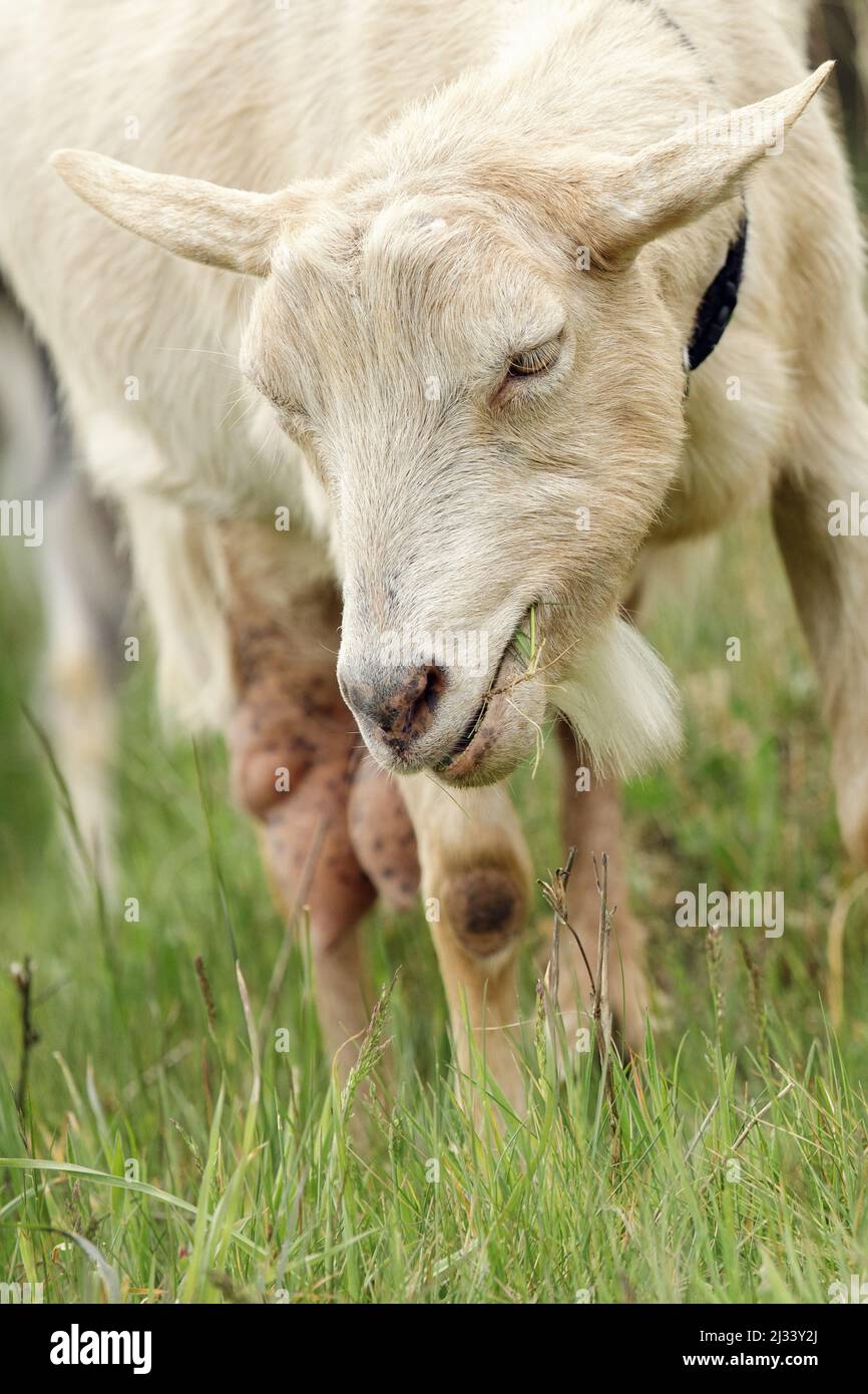 Beige alte Ziege mit Erfahrung auf der Suche nach schmackhaferen Pflanzen auf einer Wiese. Freilandziege grast auf einem kleinen ländlichen Bio-Milchviehbetrieb. Stockfoto