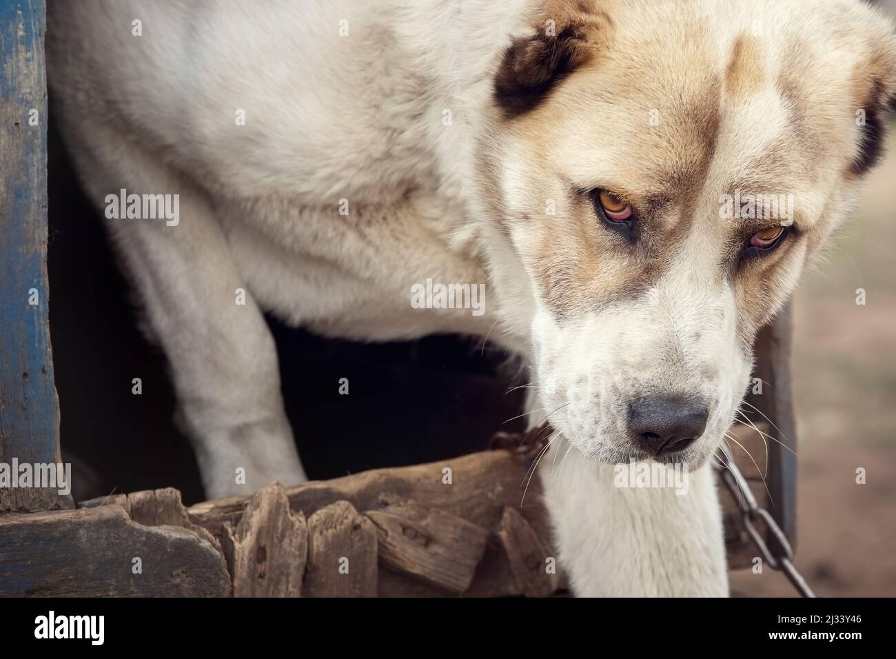 Der Asian Shepherd bedrohlich Hund kommen aus seinem hundehütte. Stockfoto