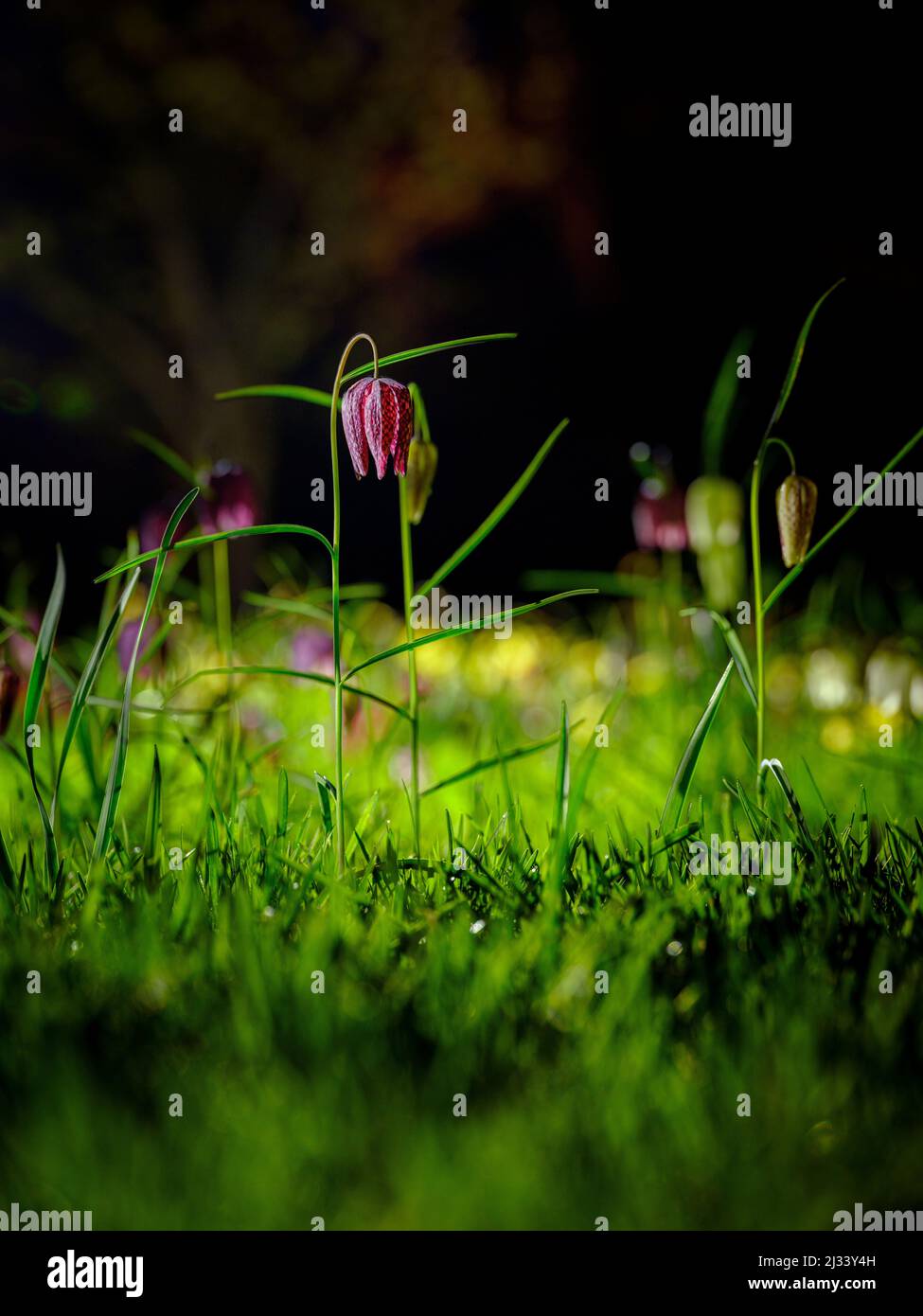 Schlangenkopf-Fritillarien in einer frühlingshaften Gartenwiese in East Sussex in der Nacht. VEREINIGTES KÖNIGREICH Stockfoto