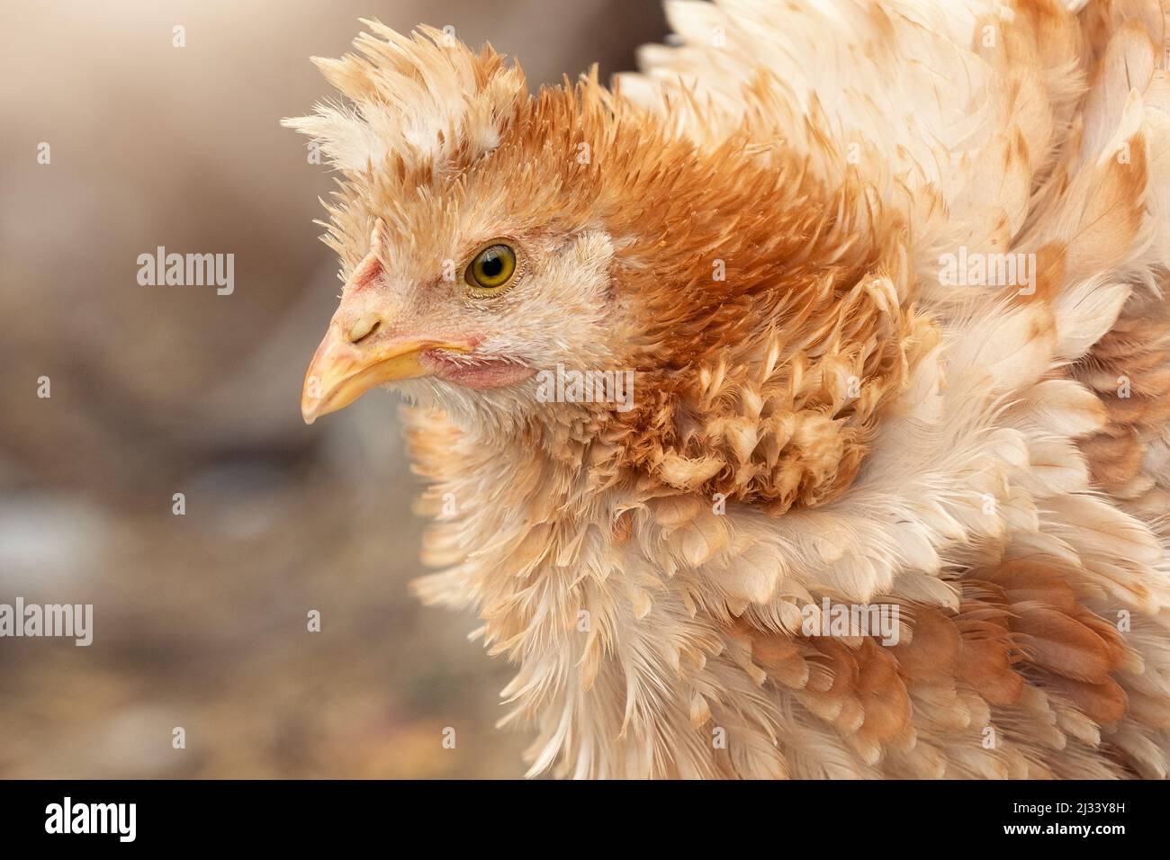 Nahaufnahme, Profilportrait von schöner flauschiger Ingwerhenne, künstlerisches, schönes und sanftes Gewirr von erstaunlichen Hühnerfedern. Stockfoto