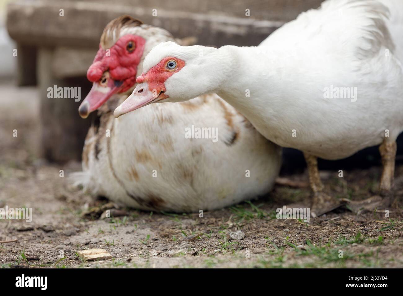 Paar Moschusenten, auf einem Landgut. Ein weißes Weibchen und ein verschwommenes Männchen im Hintergrund sehen etwas auf dem Boden. Stockfoto