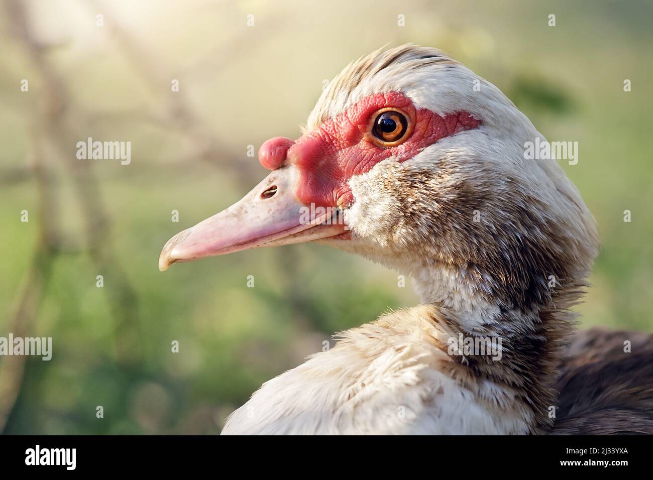 Nahaufnahme, Seitenansicht der Moskauer Ente oder der Cairina moschata, isoliert vor unscharfem Hintergrund. Bauernhofvögel mit rotem Schnabel Stockfoto