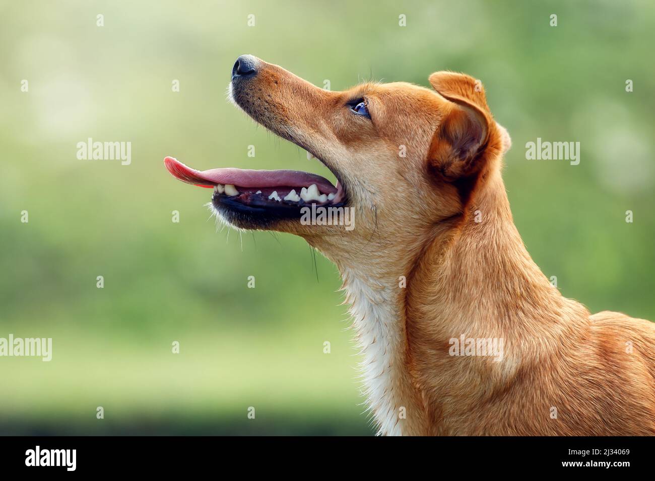 Schönes orangefarbenes Hundeportrait von der Seite mit offenem Mund, das Zunge und Zähne zeigt. Welpe wartet auf etwas leckeres. Stockfoto
