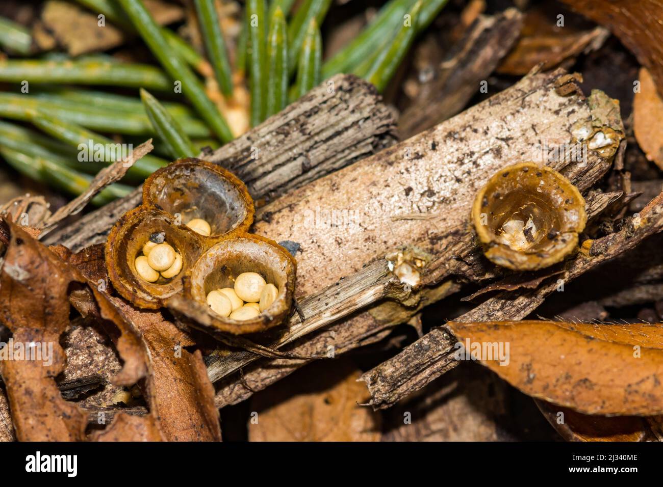 Vogelnest Pilze - Crucibulum laeve Stockfoto