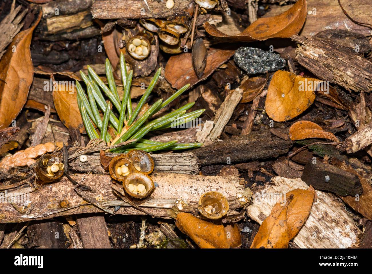 Vogelnest Pilze - Crucibulum laeve Stockfoto