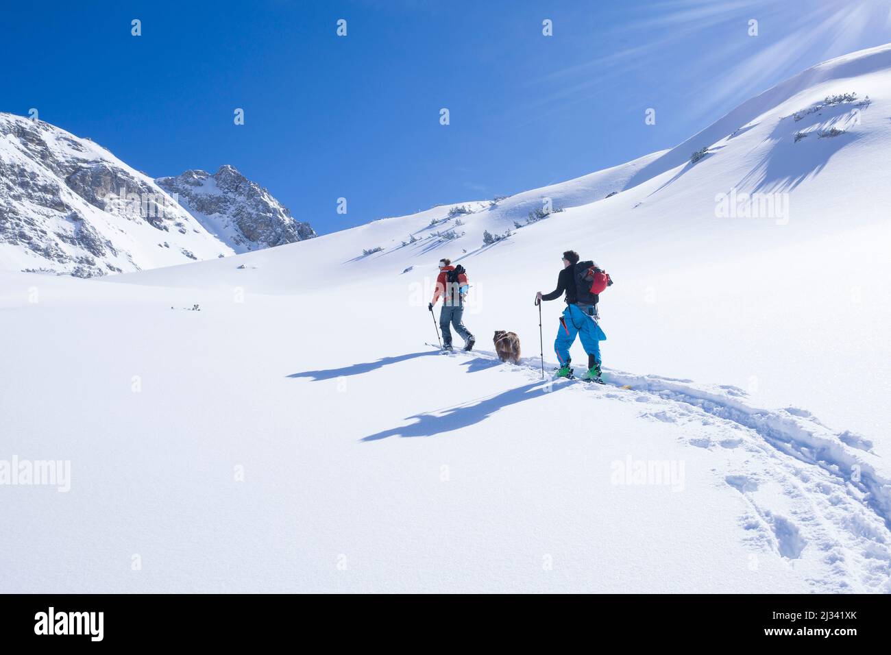 Skitourengeher mit Hund ziehen im Tiefschnee eine Aufstiegsstrecke zum Tajakopf in Ehrwald, blauer Himmel bei Sonnenschein Stockfoto