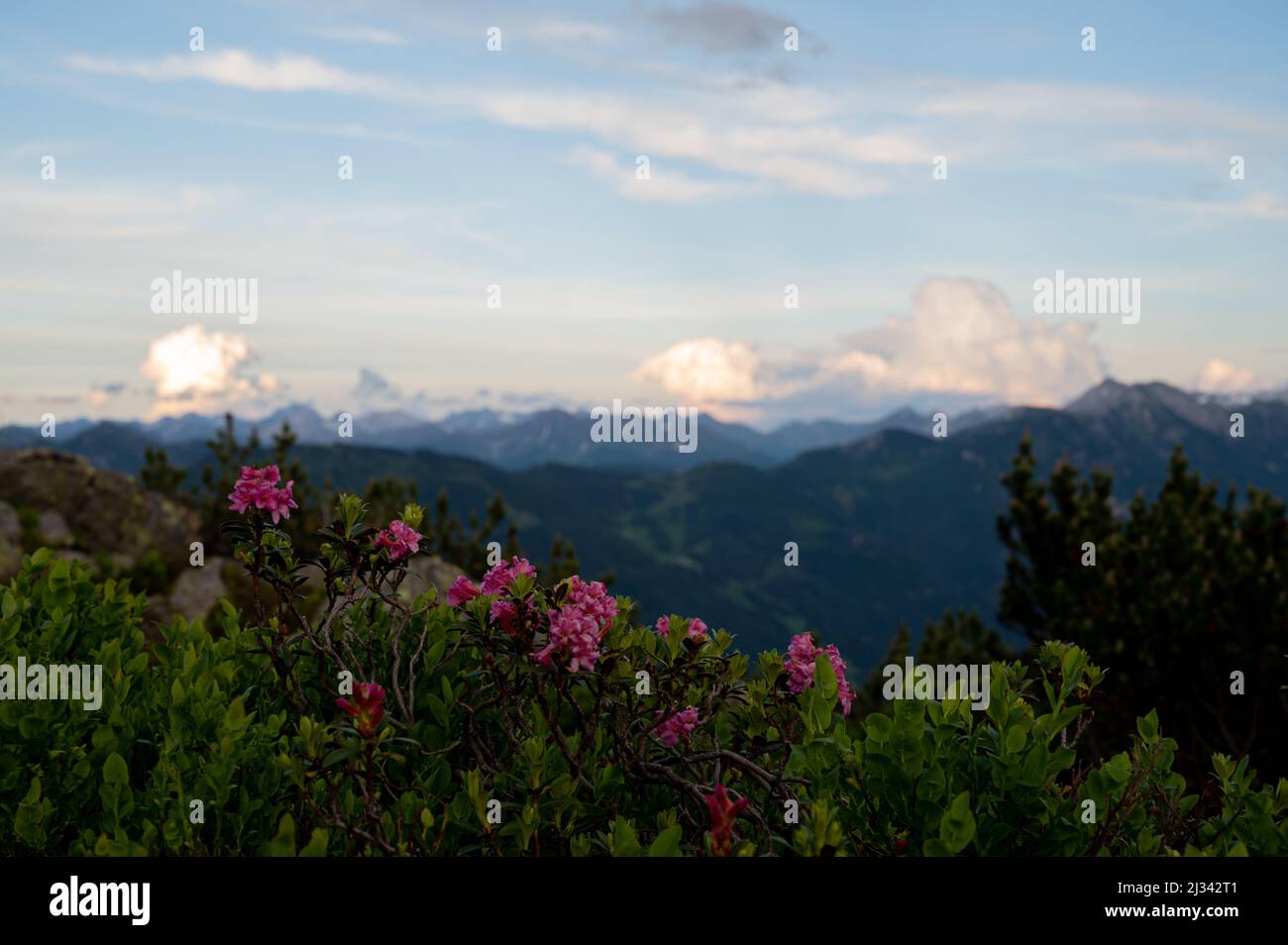 Alpenrosen vor verschwommenen Bergen und Wolkenspiel Stockfoto