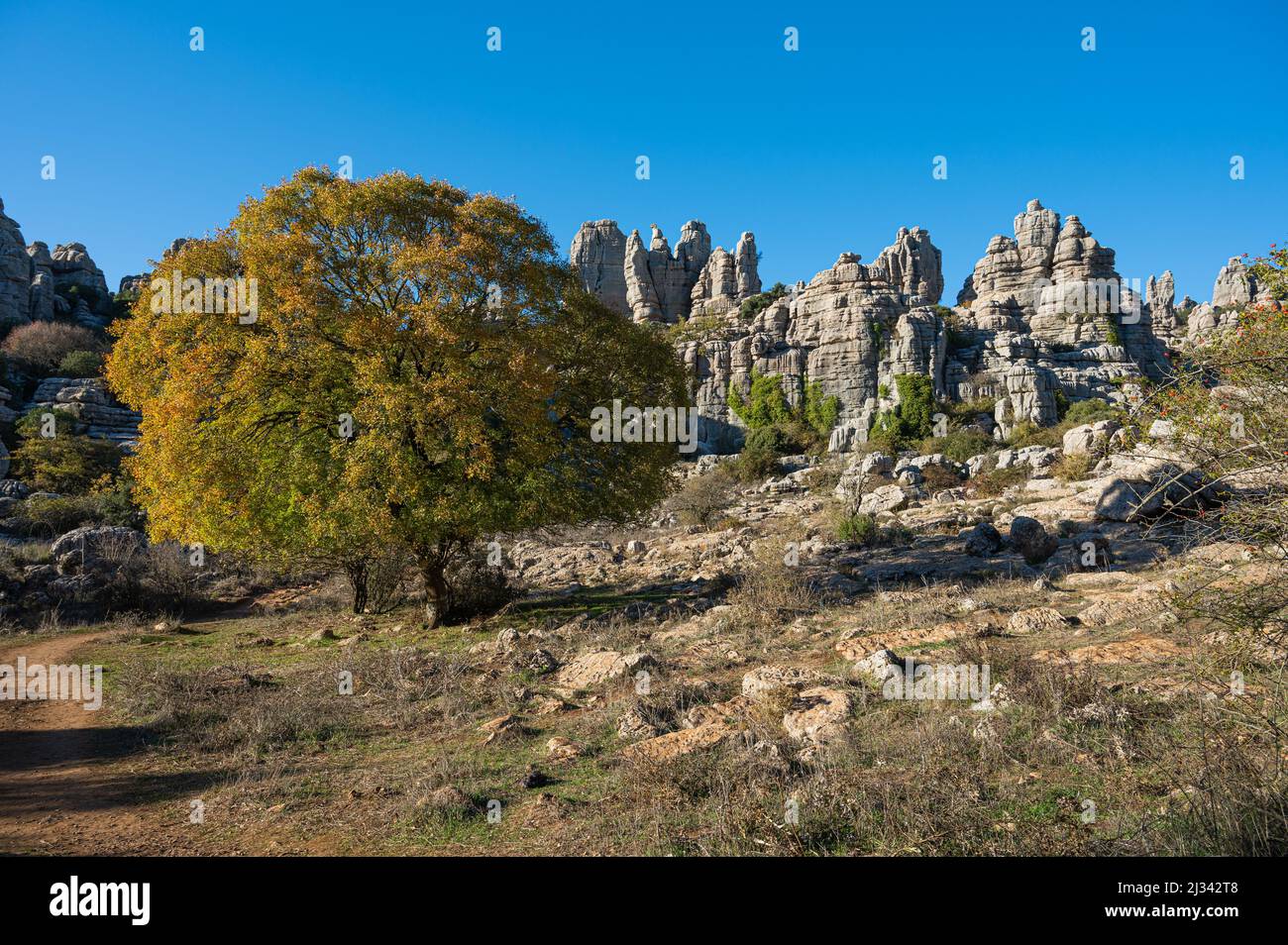 Felsformationen von el Torcal in Antequera in Spanien mit einem großen gelben Baum Stockfoto
