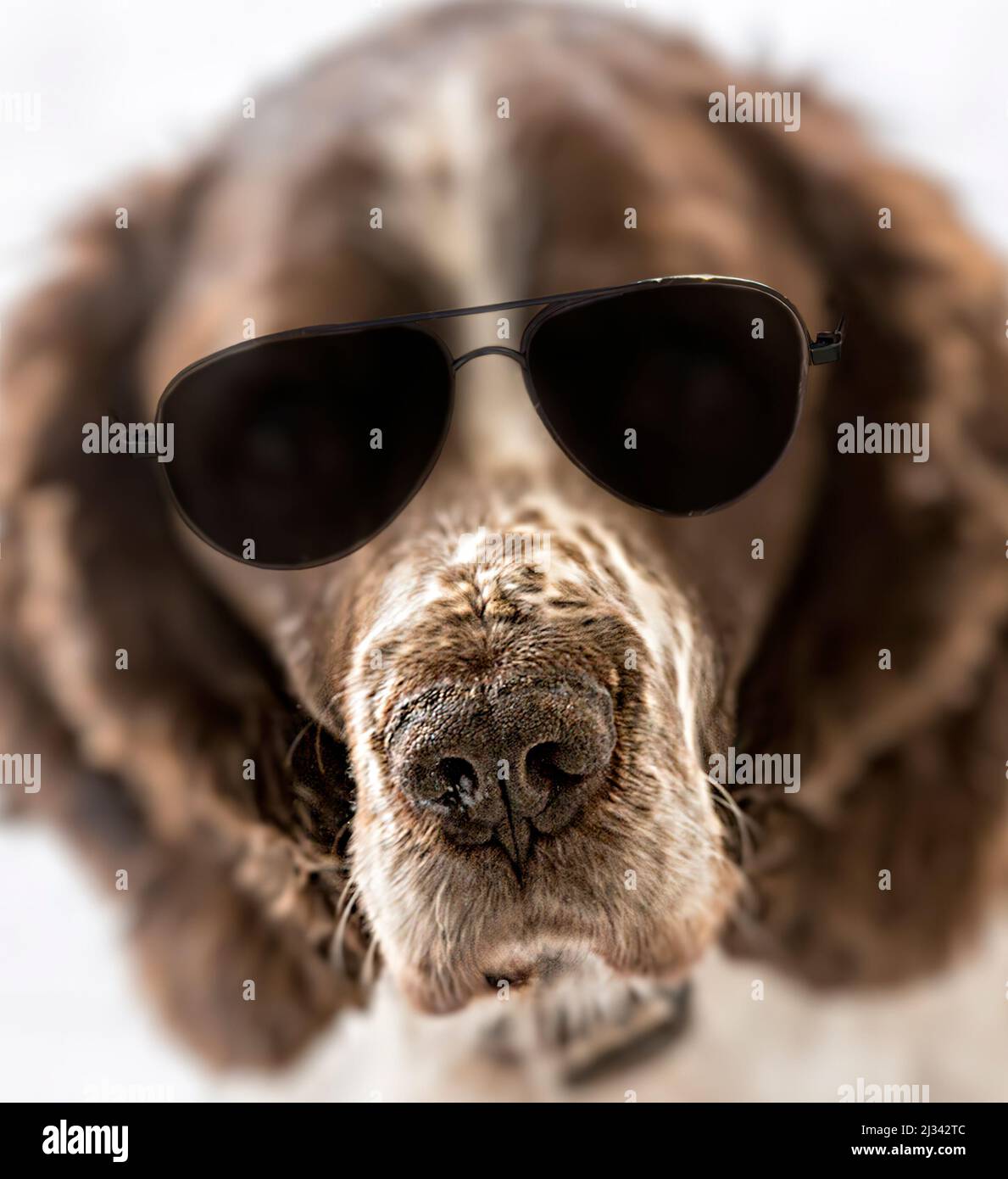 Hund trägt Sonnenbrille und schnüffelt Stockfoto