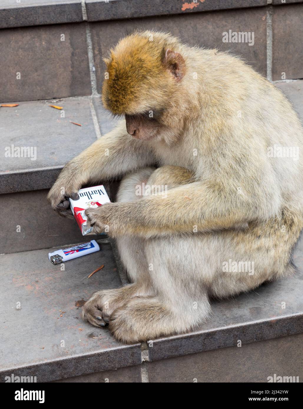 Barbary Macaque, Macaca sylvanus, spielt mit Zigaretten und einem Feuerzeug, Gibraltar Stockfoto