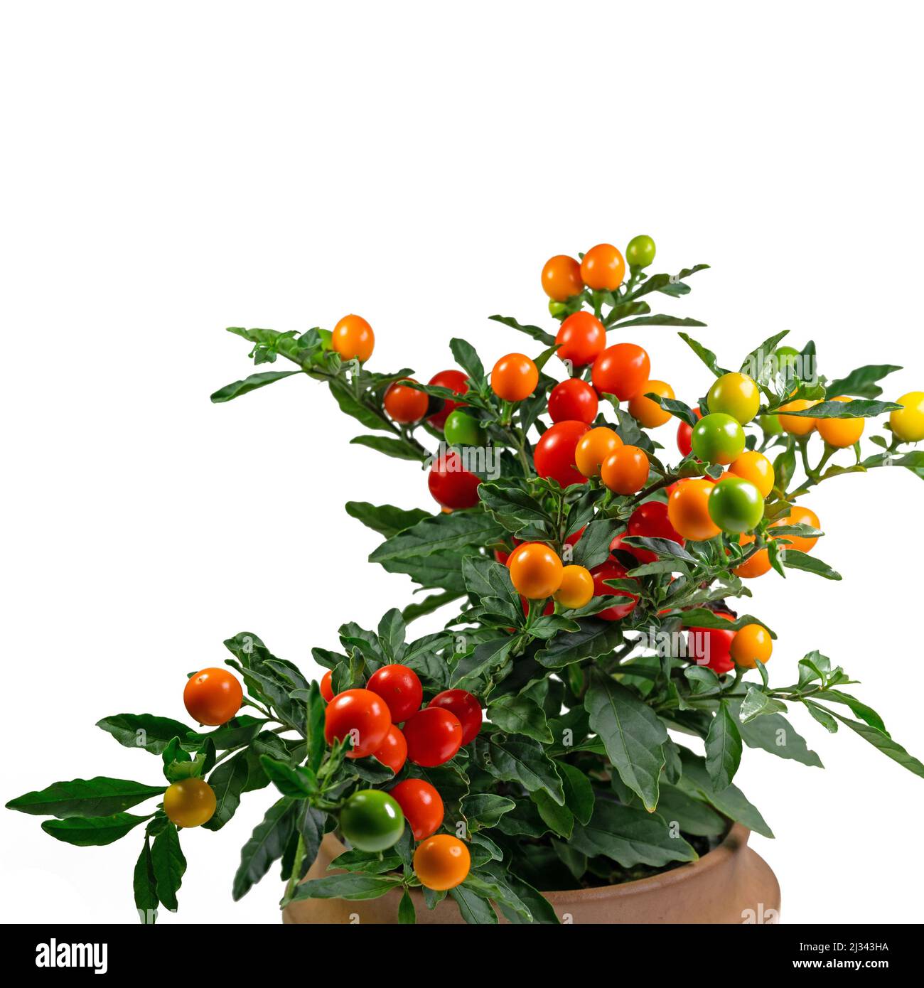 Früchte aus dem Korallenbusch, Solanum pseudocapsicum Stockfoto