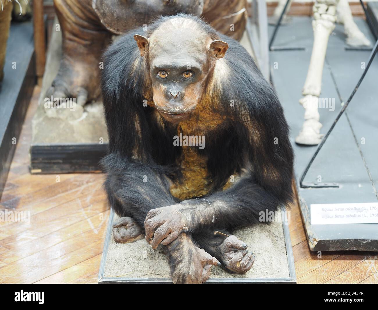 Der Schimpansen ist gewöhnlich. Primatengruppe. Die Ausstellung des Zoologischen Museums. Stockfoto