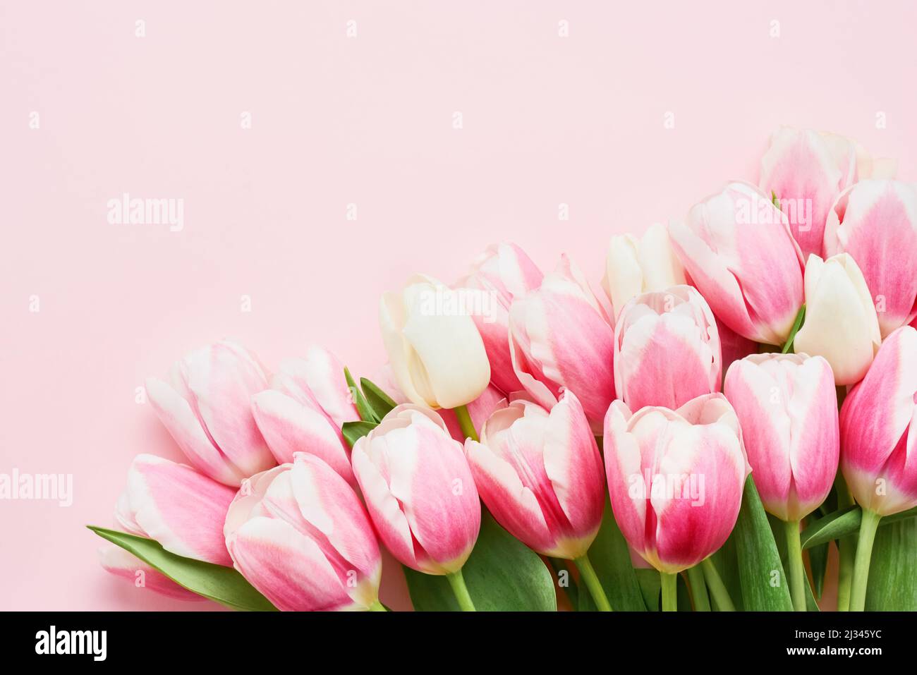 Rosa Tulpen Haufen auf einem rosa Hintergrund. Grußkarte. Muttertag, Valentinstag, Geburtstagskonzept. Draufsicht, Platz für Text kopieren Stockfoto