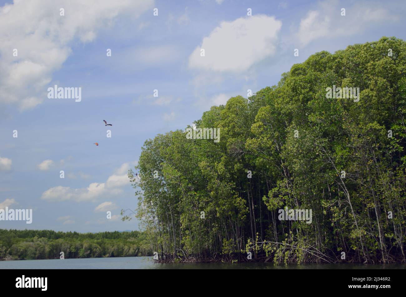 Langkawi Mangroves Stockfoto