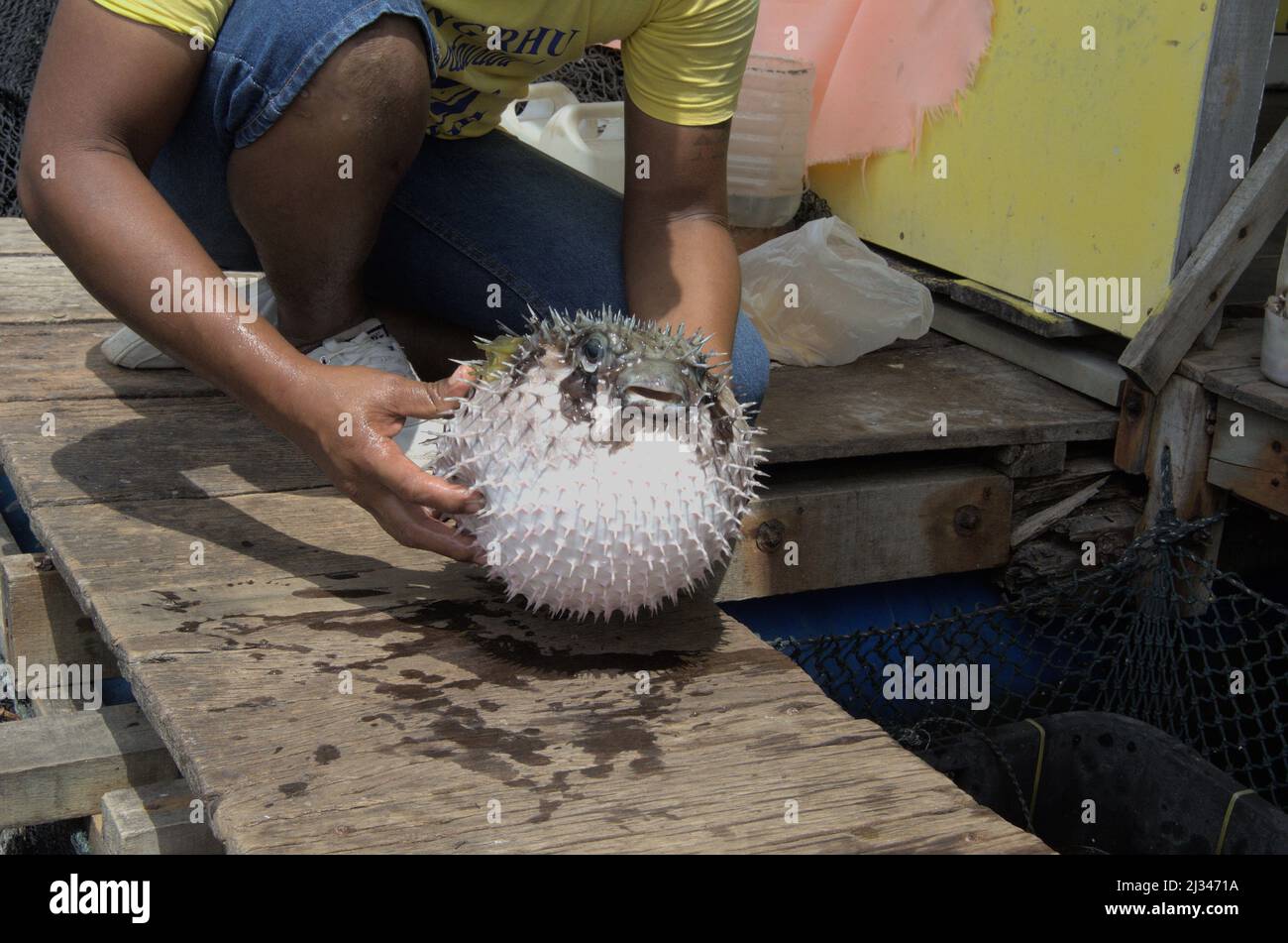 Ein Kugelfisch. Stockfoto